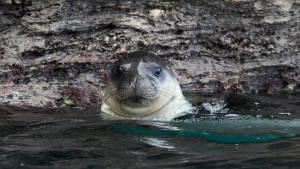 This Greek island has a dark past. Now it’s covered in rare seals